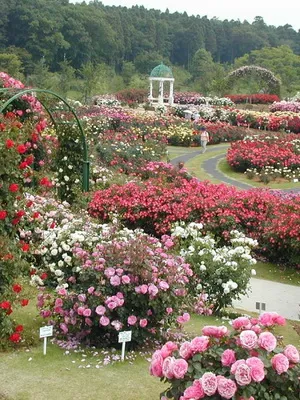 Tipuri și numele de paturi de flori și paturi de flori (cu fotografii) gradina de flori modulare, de frontieră de flori, mixborders, creste
