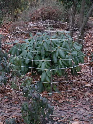 Cultivarea de plantare Rhododendron, îngrijire, transferul și reproducerea, rododendroni fotografie în grădină și (îngrijire) Cultivarea de plantare Rhododendron, îngrijire, transferul și reproducerea, rododendroni fotografie în grădină și în
