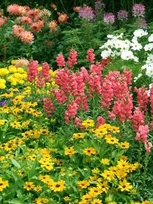 Tipuri și numele de paturi de flori și paturi de flori (cu fotografii) gradina de flori modulare, de frontieră de flori, mixborders, creste