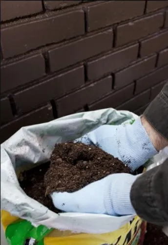 cultivarea răsad a normelor de bază ale cum să crească răsaduri sănătoase și puternice