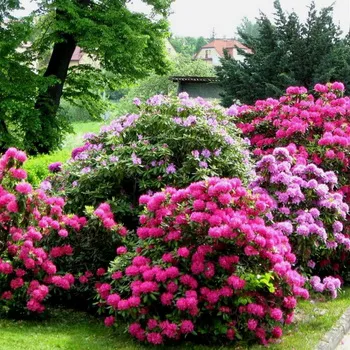 Cultivarea de plantare Rhododendron, îngrijire, transferul și reproducerea, rododendroni fotografie în grădină și în (creștere) Cultivarea de plantare Rhododendron, îngrijire, transferul și reproducerea, rododendroni fotografie în grădină și în