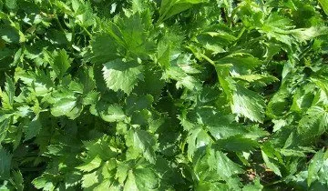 Cultivarea țelina pe cont propriu teren (propriu) Cultivarea țelina pe site-ul propriu