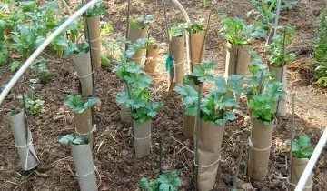 Cultivarea țelina pe cont propriu teren (propriu) Cultivarea țelina pe site-ul propriu