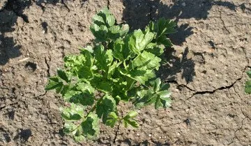 Cultivarea țelina pe cont propriu teren (cultivare) Cultivarea țelina pe site-ul propriu