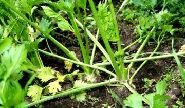 Cultivarea țelina pe cont propriu teren (țelină) Cultivarea țelina pe site-ul propriu