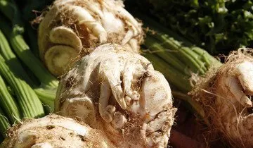 Cultivarea țelina pe cont propriu teren (propriu) Cultivarea țelina pe site-ul propriu