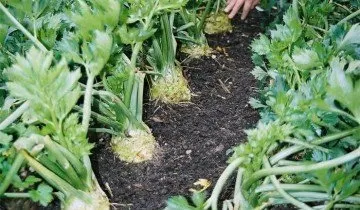 Cultivarea țelina pe cont propriu teren (țelină) Cultivarea țelina pe site-ul propriu