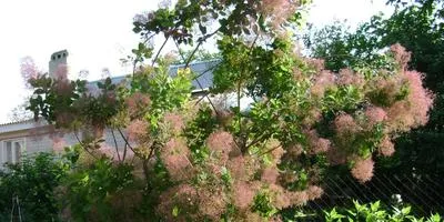 Cultivarea arbuști cum să crească un copac (în creștere) Cultivarea arbuști cum să crească un copac