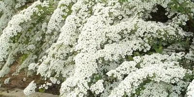 Cultivarea arbuști cum să crească un copac (să crească) Cultivarea arbuști cum să crească un copac