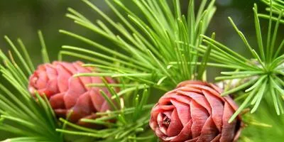 Cultivarea arbuști cum să crească un copac (în creștere) Cultivarea arbuști cum să crească un copac
