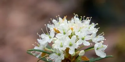 Cultivarea arbuști cum să crească un copac (în creștere) Cultivarea arbuști cum să crească un copac
