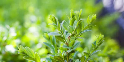 Cultivarea arbuști cum să crească un copac (să crească) Cultivarea arbuști cum să crească un copac