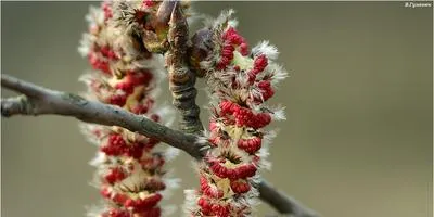 Cultivarea arbuști cum să crească un copac (în creștere) Cultivarea arbuști cum să crească un copac