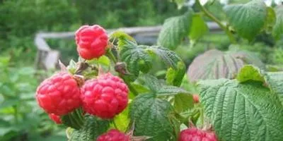 Cultivarea arbuști cum să crească un copac (în creștere) Cultivarea arbuști cum să crească un copac