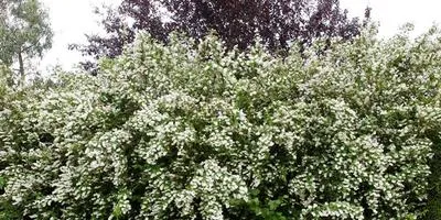 Cultivarea arbuști cum să crească un copac (să crească) Cultivarea arbuști cum să crească un copac