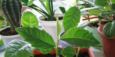 Cultivarea arbuști cum să crească un copac (în creștere) Cultivarea arbuști cum să crească un copac
