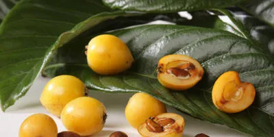 Cultivarea arbuști cum să crească un copac (să crească) Cultivarea arbuști cum să crească un copac
