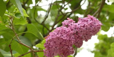 Cultivarea arbuști cum să crească un copac (lemn) Cultivarea arbuști cum să crească un copac