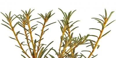 Cultivarea arbuști cum să crească un copac (în creștere) Cultivarea arbuști cum să crească un copac