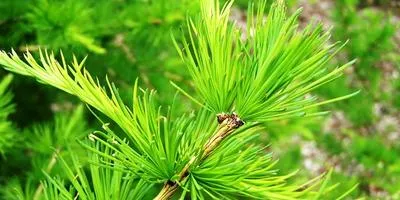 Cultivarea arbuști cum să crească un copac (lemn) Cultivarea arbuști cum să crească un copac