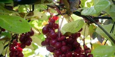 Cultivarea arbuști cum să crească un copac (să crească) Cultivarea arbuști cum să crească un copac