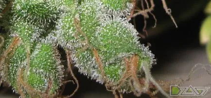 Cultivarea de canabis la domiciliu - atunci când colectarea recoltei de recoltare
