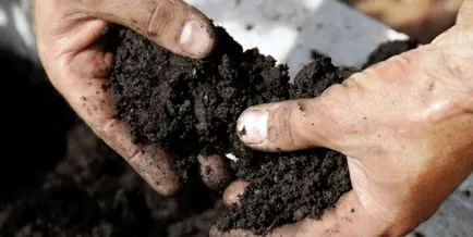 Cultivarea răsadurilor de varză în casă, soiuri, tratarea semințelor, a culturilor (cultivarea de răsaduri de varză la soiurile de acasă semănat îngrijire semințe) răsaduri de varză cultivate în interior, varietate, tratarea semințelor, însămânțarea
