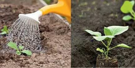 Cultivarea de răsaduri de varză la domiciliu, soiuri, tratarea semințelor, semințelor (cv) răsaduri de varză cultivate în interior, varietate, tratarea semințelor, însămânțarea