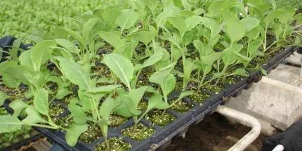 Cultivarea răsadurilor de varză în casă, soiuri, tratarea semințelor, a culturilor (cultivarea de răsaduri de varză la soiurile de acasă semănat îngrijire semințe) răsaduri de varză cultivate în interior, varietate, tratarea semințelor, însămânțarea