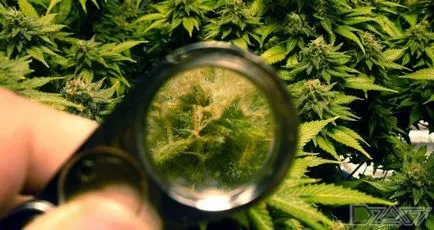 Cultivarea de canabis la domiciliu - atunci când colectarea recoltei de recoltare
