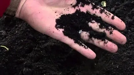 Cultivarea răsaduri de rădăcină de țelină - instrucțiuni pas cu pas!