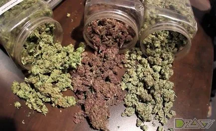 Cultivarea de canabis la domiciliu - atunci când colectarea recoltei de recoltare