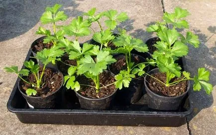 Cultivarea răsaduri de rădăcină de țelină - instrucțiuni pas cu pas!