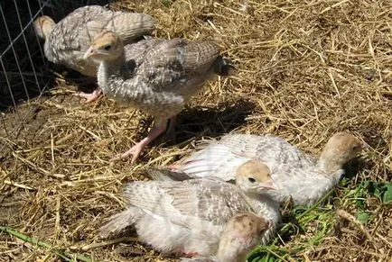 Cultivarea curcani la domiciliu decât să se hrănească din prima zi de viață și de îngrijire ce (acasă) Cultivarea curcani la domiciliu decât să se hrănească din prima zi de viață și de îngrijire a ceea ce