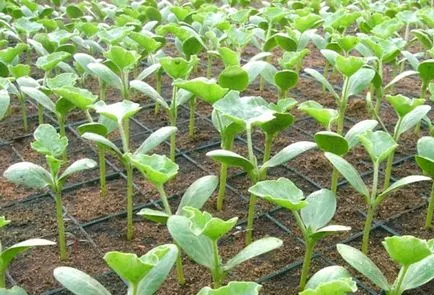 Cultivarea pepene verde în Siberia în teren deschis prin răsaduri