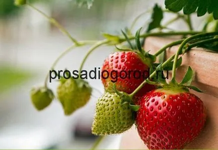 Cultivarea căpșuni în casa de semințe și răsaduri pe tot parcursul anului, video și fotografii (căpșuni) Cultivarea căpșuni în casa de semințe și răsaduri pe tot parcursul anului, video și fotografii