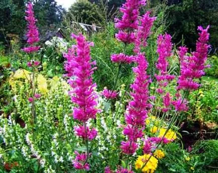 Cultivarea Agastache (lofanta)