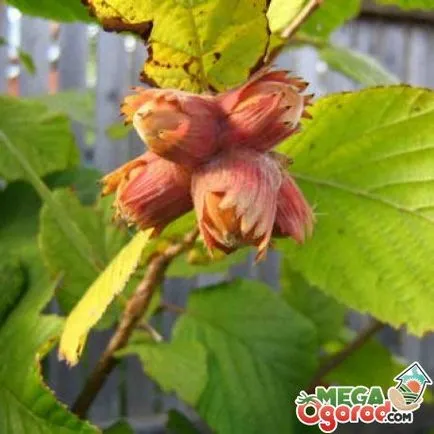 Hazelnut nuc și îngrijirea corespunzătoare a bucșelor