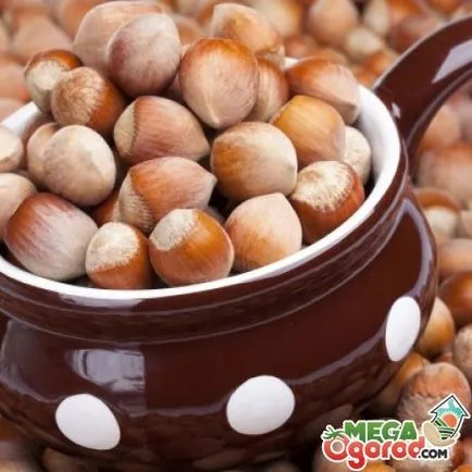 Hazelnut nuc și îngrijirea corespunzătoare a bucșelor