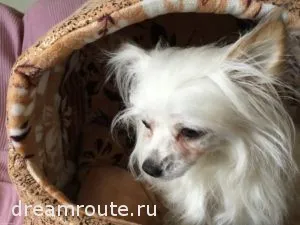 Câini de export în străinătate