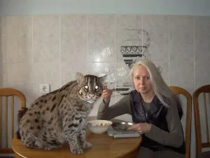 Zibeta pisică pescar fotografie, pret, descriere rasa, video