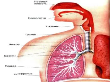 Tratamentul căilor aeriene inflamație - 60 rețete!
