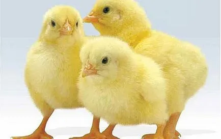 Vitamine pentru pui broiler - instrucțiuni de aplicare chiktonika aminovitala, BMVD, verde
