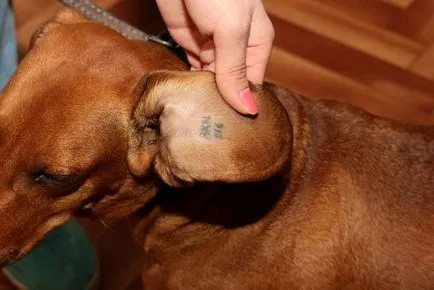 Dog Exportul documentelor și vaccinări în timpul transportului de zbor sau tren