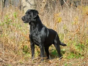 câine rasa Labrador Trăsătura