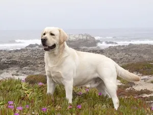câine rasa Labrador Trăsătura