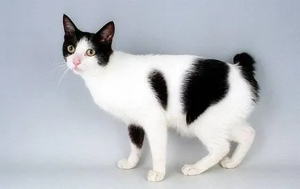 Caracteristicile pisica rase Bobtail