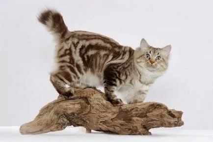 Caracteristicile pisica rase Bobtail