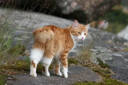 Caracteristicile pisica rase Bobtail