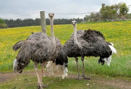 Toate caracteristicile de reproducere și struții, la domiciliu (creștere) Toate caracteristicile de reproducere și struții, la domiciliu